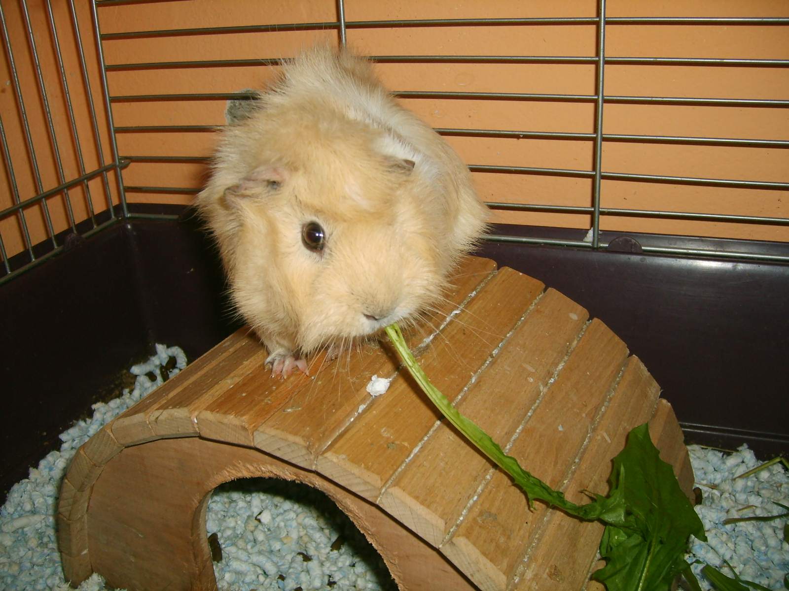 Piškotek 2